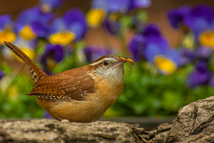 what-do-wrens-eat-in-summer