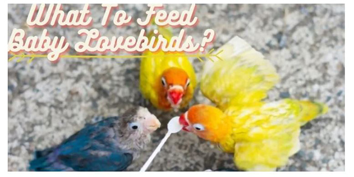 What Do You Feed Baby Lovebirds-2
