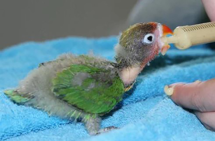 What Do You Feed Baby Lovebirds-3