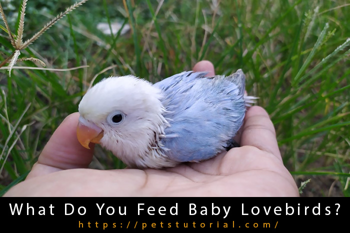 What Do You Feed Baby Lovebirds