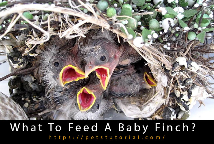 What To Feed A Baby Finch?
