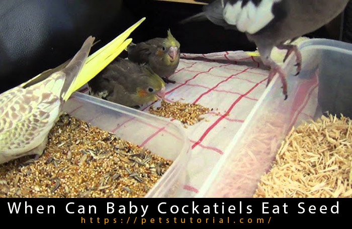 When Can Baby Cockatiels Eat Seed?