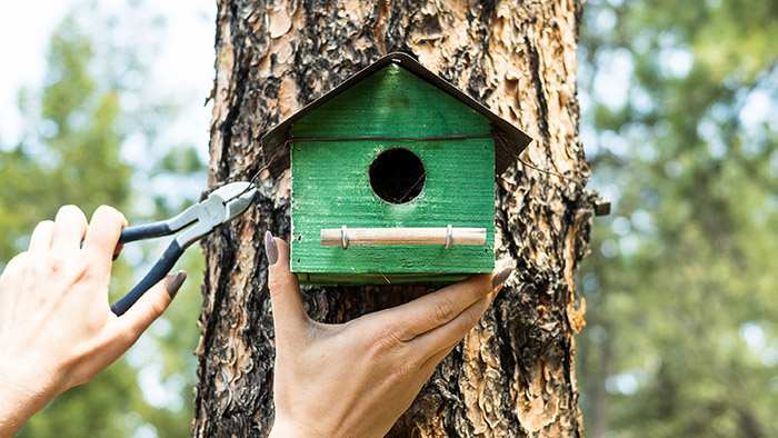 When To Clean Out Bird Houses-2