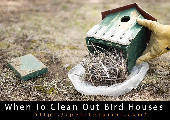When To Clean Out Bird Houses