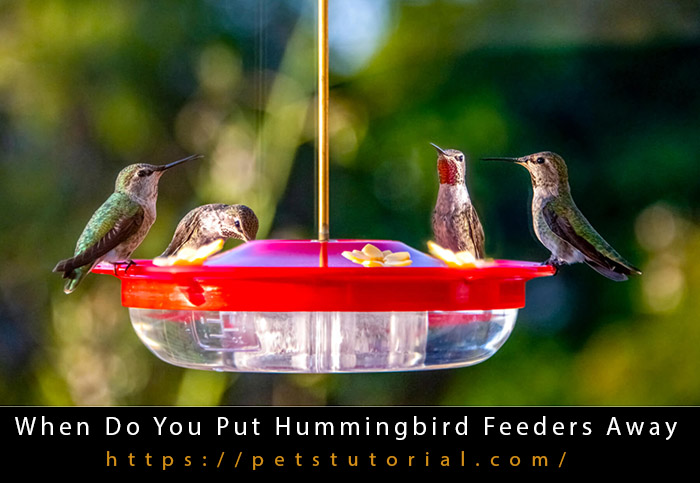 When do you put hummingbird feeders away (1)