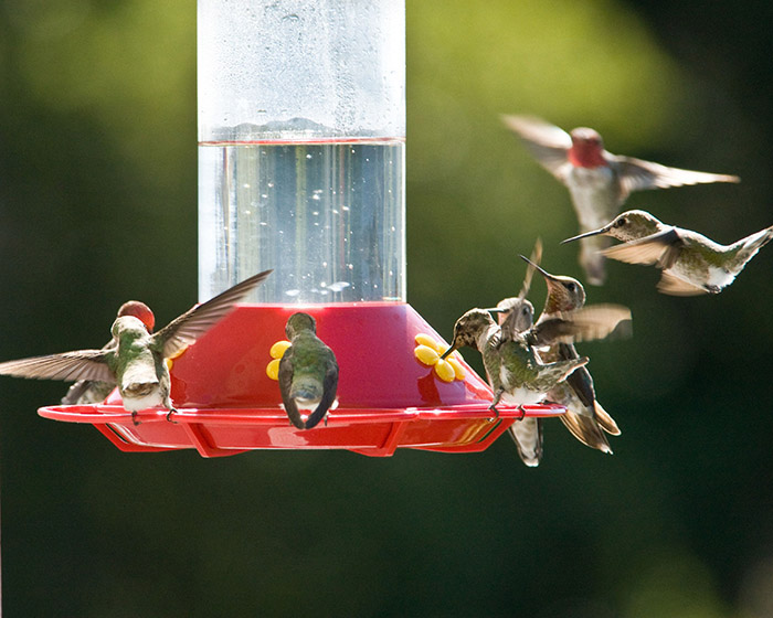 When do you put hummingbird feeders away (2)