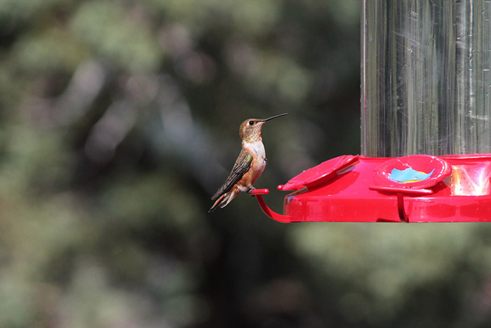 Where To Hang Hummingbird Feeders-2