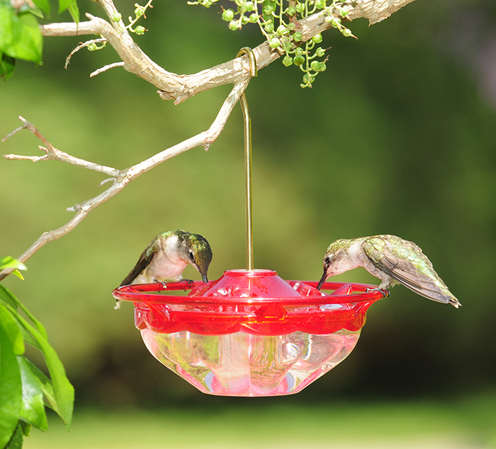 Where To Hang Hummingbird Feeders-2