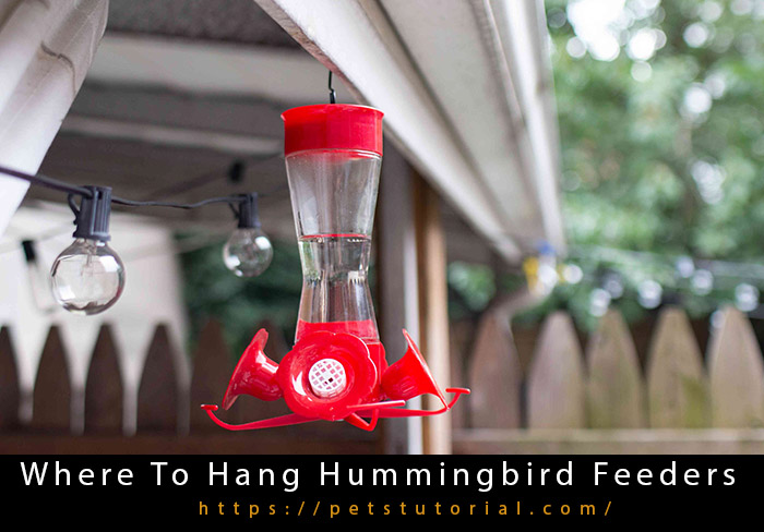 Where To Hang Hummingbird Feeders