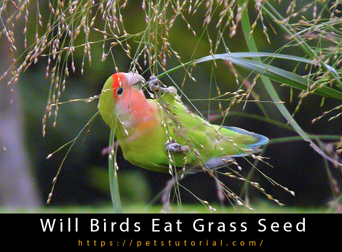 Will Birds Eat Grass Seed