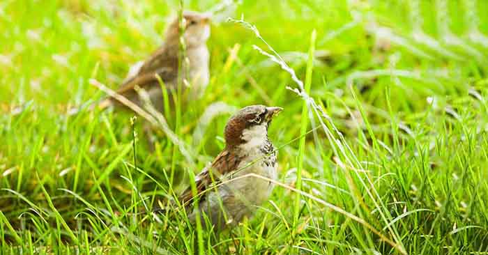 Will Birds Eat Grass Seed-3