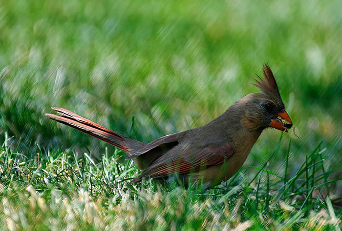 will-birds-eat-grass-seed