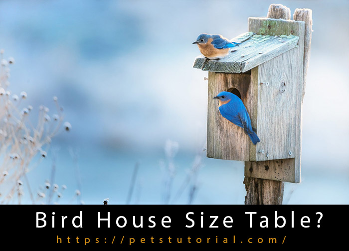 bird house sizes-3