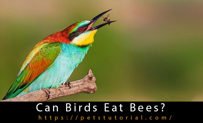 birds eat bees