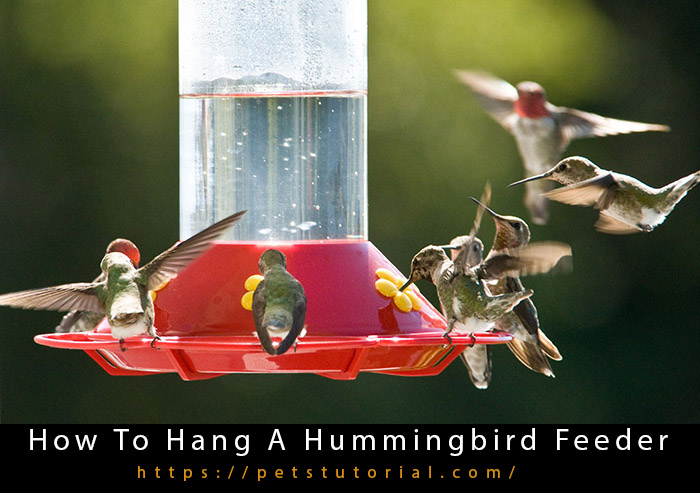 how to hang a hummingbird feeder (1)