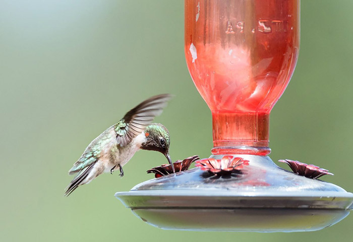 how to hang a hummingbird feeder (2)