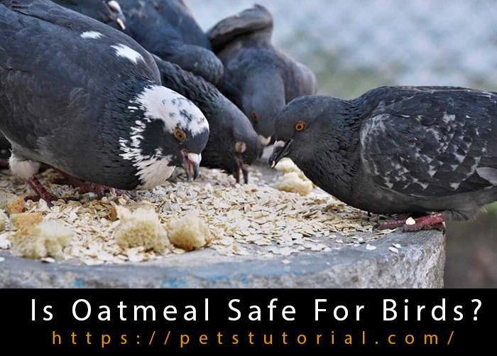 Is Oatmeal Safe For Birds?