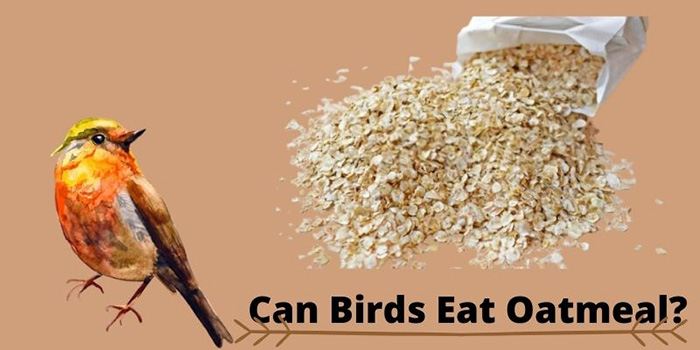 oatmeal for birds