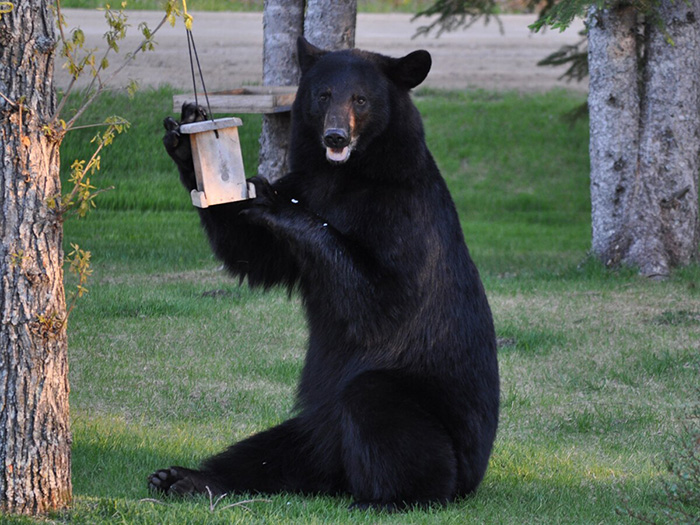 Are Bears Attracted To Hummingbird Feeders