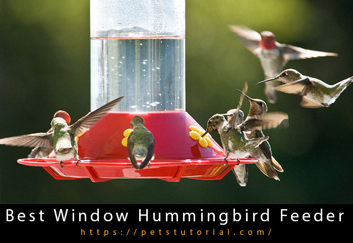 Best Window Hummingbird Feeder