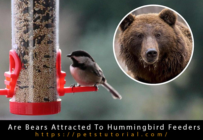 Are Bears Attracted To Hummingbird Feeders