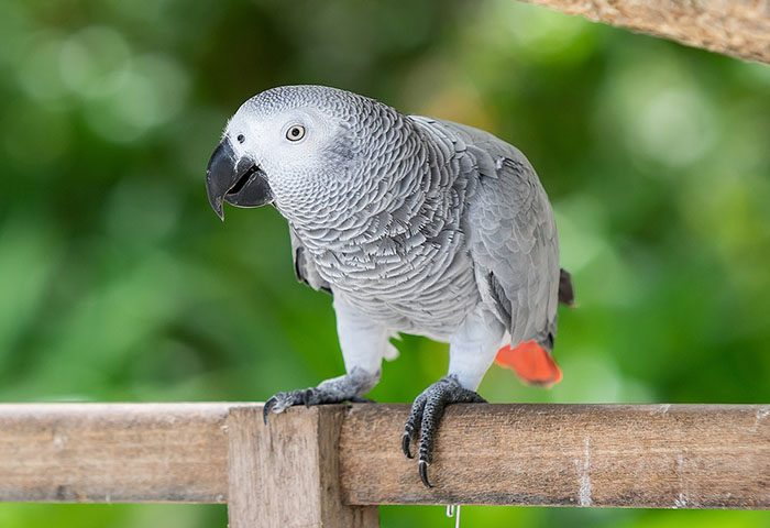 African Grey Parrot For Sale In Texas (1)