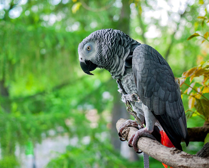 African Grey Parrot For Sale In Texas