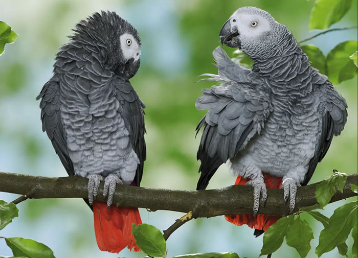 African Grey Parrot For Sale In Texas (3)