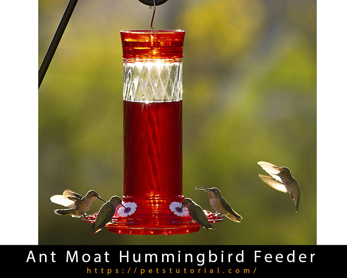 Ant Moat Hummingbird Feeder-3