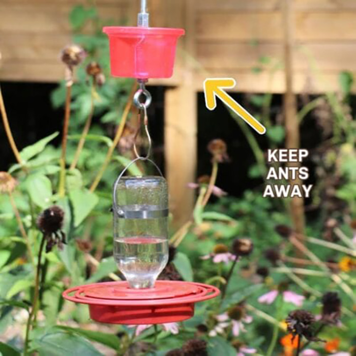 Ant Moat Hummingbird Feeder