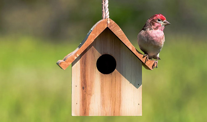 are-bird-houses-good-for-birds