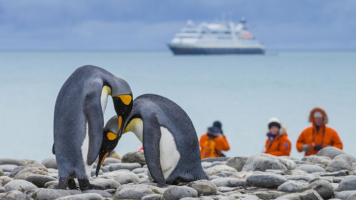 Are Penguins Dangerous-2