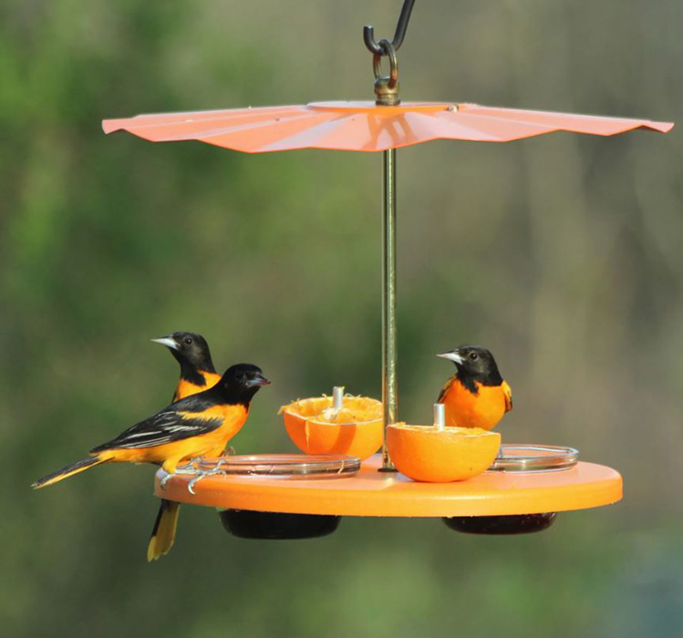 Baltimore Oriole Bird Feeder-2