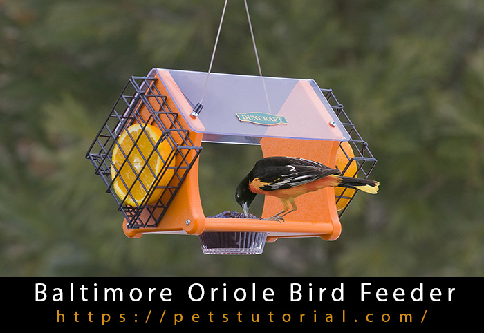 Baltimore Oriole Bird Feeder-3