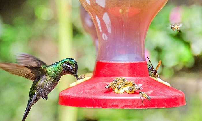 Bees Are Taking Over My Hummingbird Feeder (1)