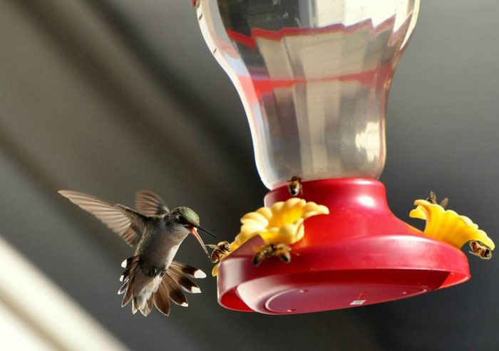 Bees Are Taking Over My Hummingbird Feeder (2)