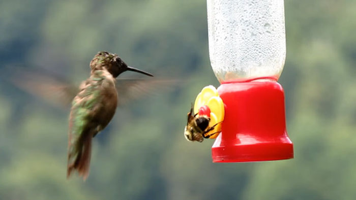 Bees Are Taking Over My Hummingbird Feeder (3)