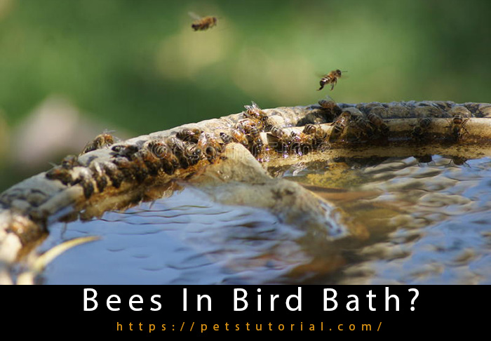 Bees In Bird Bath-2