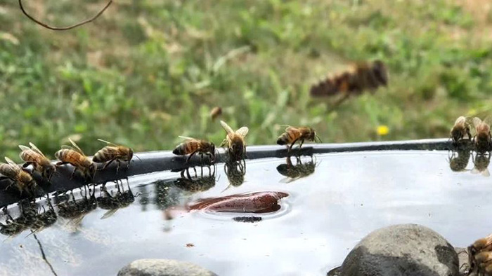 Bees In Bird Bath-3