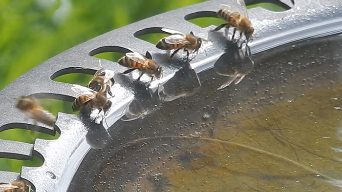 Bees In Bird Bath