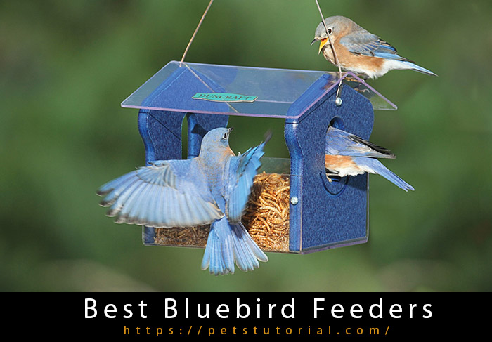 Best Bluebird Feeders