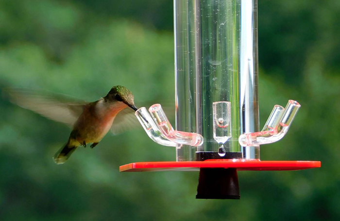 Best Hummingbird Feeder Design