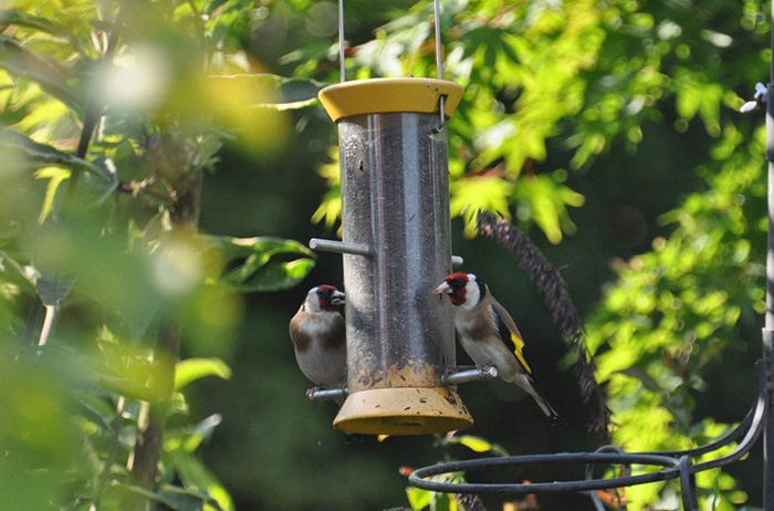 Best Way To Hang Bird Feeder-2