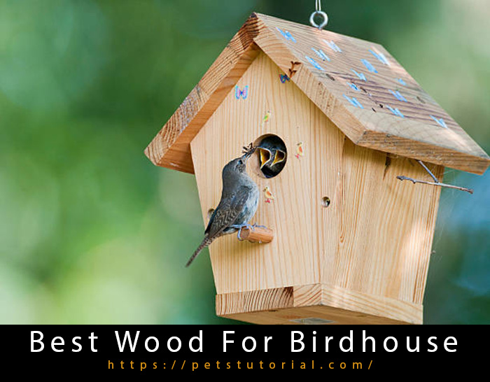 Best Wood For Birdhouse-2