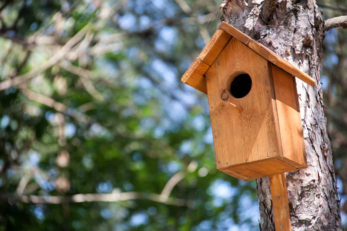 Best Wood For Birdhouse