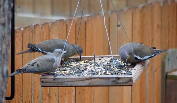Bird Feeder For Doves-2