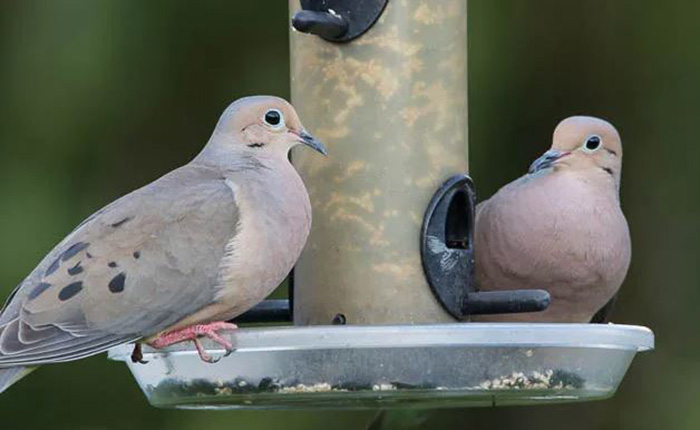Bird Feeder For Doves-3