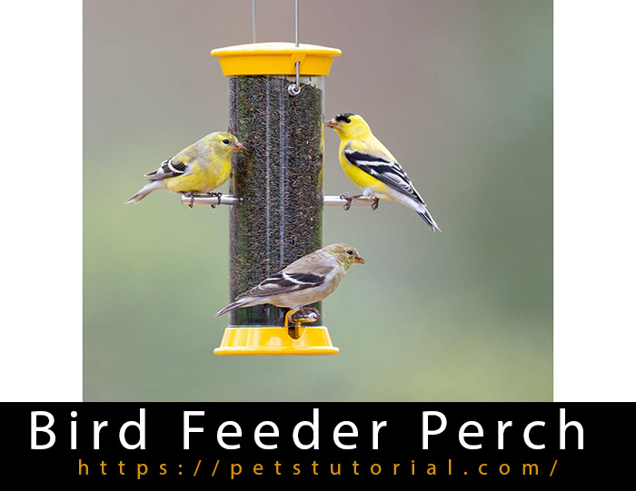 Bird Feeder Perch