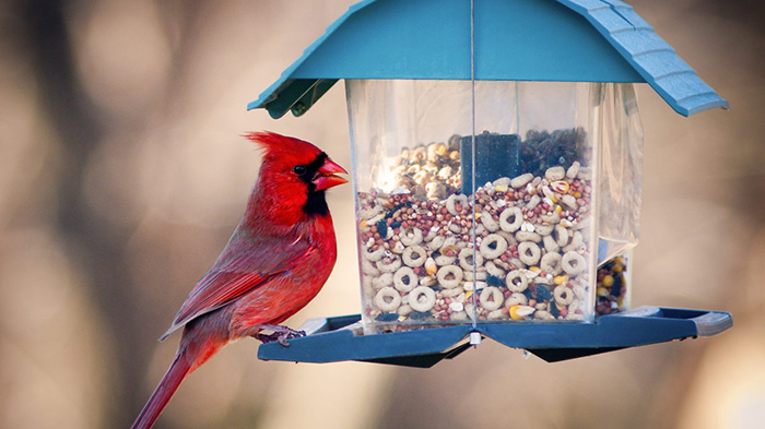 Bird Feeders That Don T Make A Mess-2