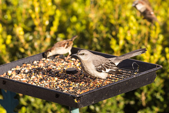 Bird Feeders That Don T Make A Mess-3